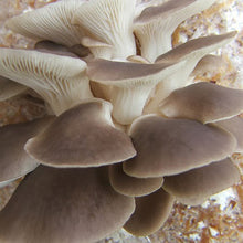 Load image into Gallery viewer, italian oyster mushroom
